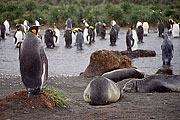 Picture 'Ant1_1_1412 Fur Seal, King Penguin, Gold Harbour, South Georgia, Antarctica and sub-Antarctic islands'